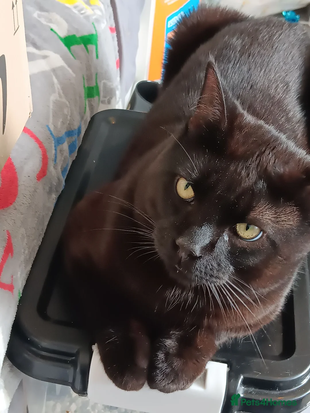 Domestic Shorthair cats for sale: SHADOW   **  in Wrexham - Advert 2