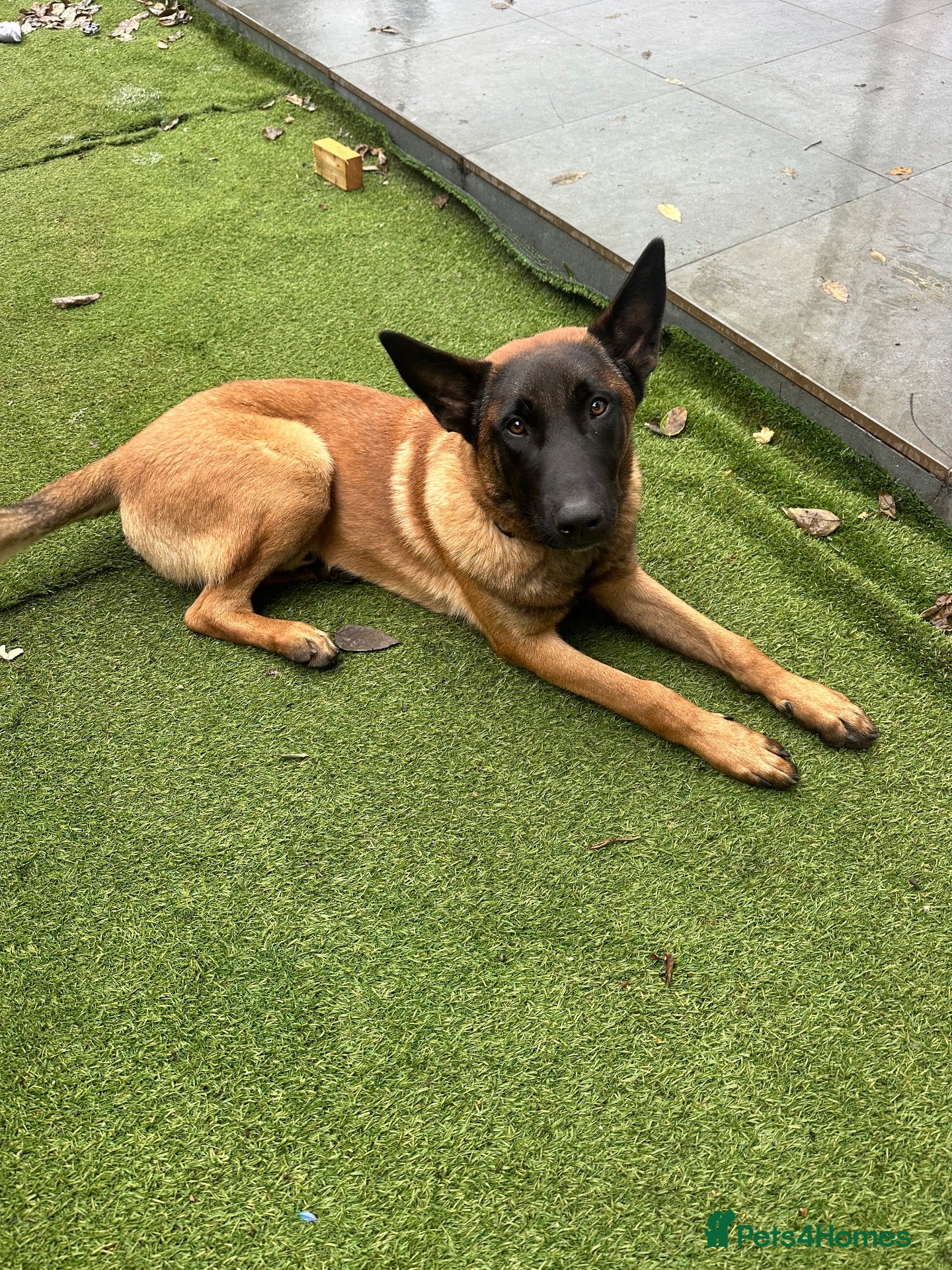 Belgian Shepherd Dog dogs Cooper - Advert 19