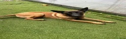 Belgian Shepherd Dog dogs for sale: Cooper in Hayes - Advert 1