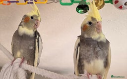 Cockatiels birds for sale: Fully weaned hand tame male baby cockatiel  - Image 5