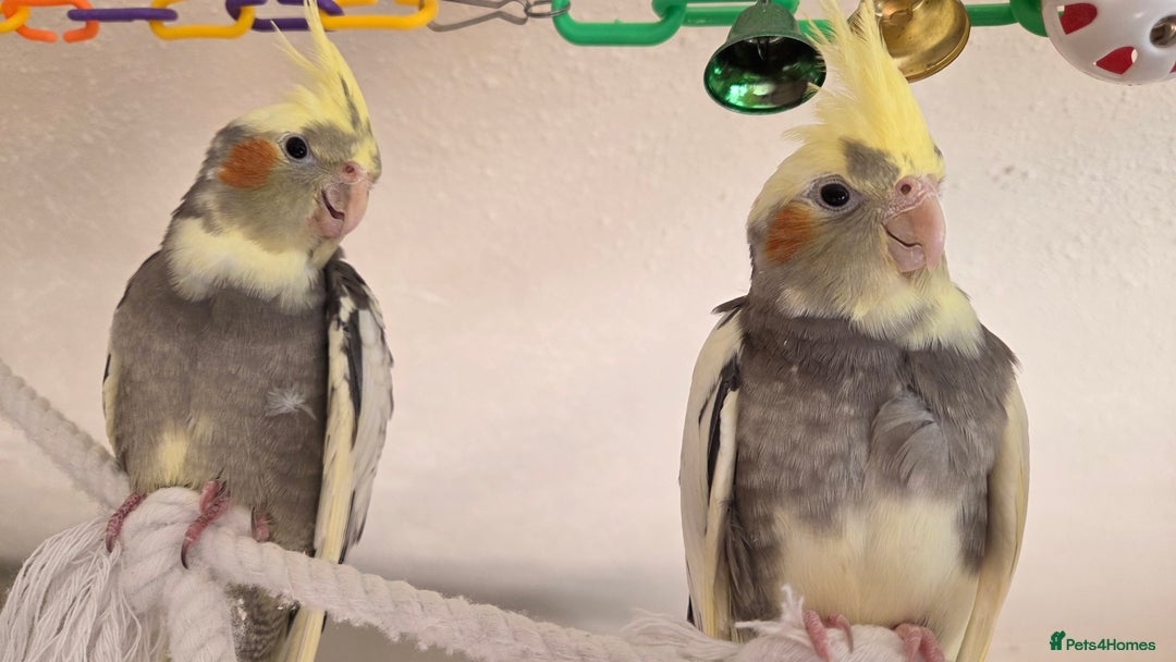 Cockatiels birds for sale: Fully weaned hand tame male baby cockatiel  - Image 5