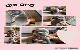 French Bulldog dogs for sale: 2 beautiful litters of French bulldog puppies - Image 2