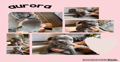 French Bulldog dogs - Advert 3