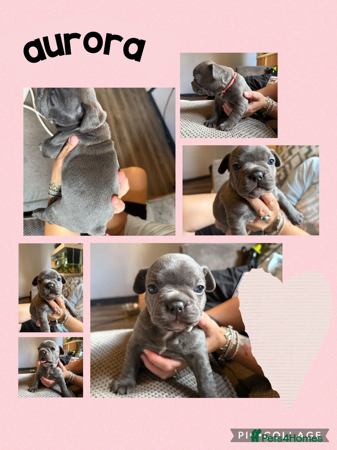French Bulldog dogs for sale: 2 beautiful litters of French bulldog puppies - Image 2