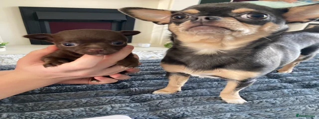 Poppy