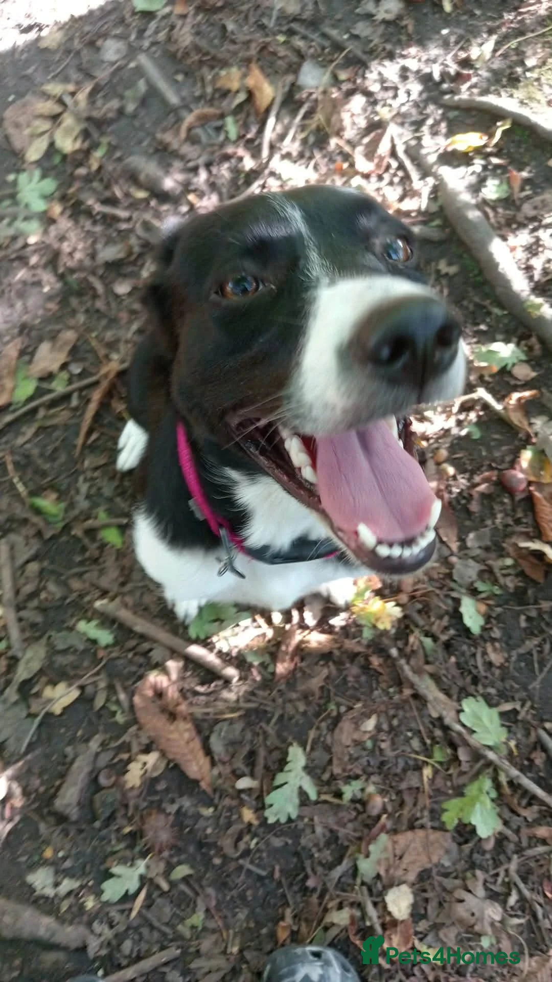 Border Collie dogs for sale: 3 year old  - Advert 12