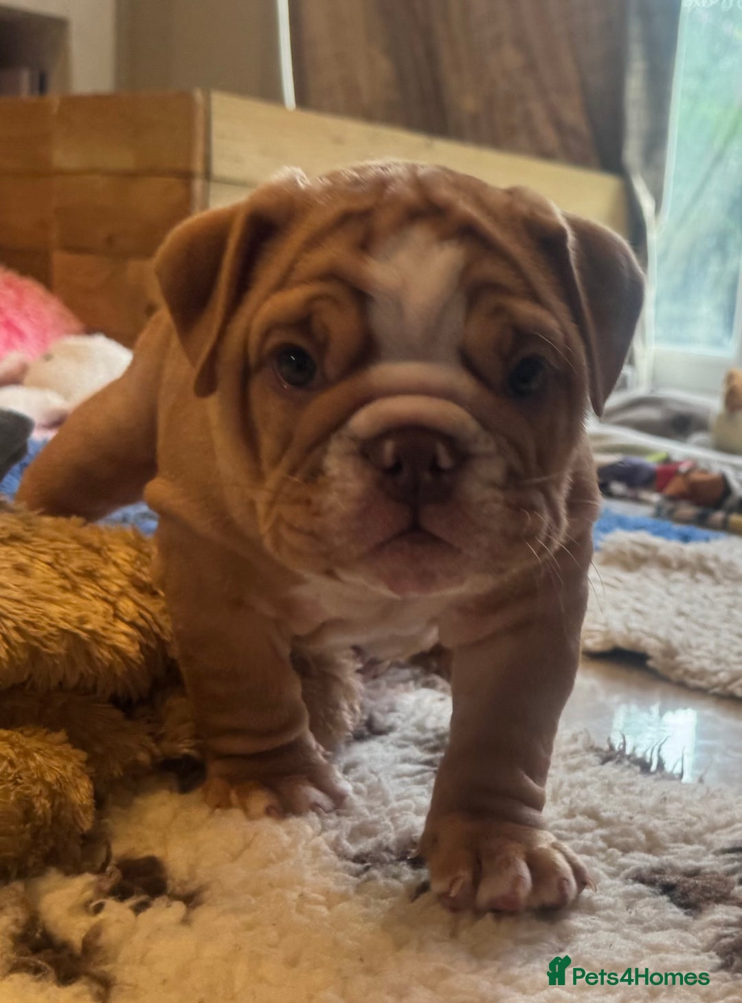 English Bulldog dogs for sale: READY TO GO Full Pedigree health tested bulldogs - Image 15