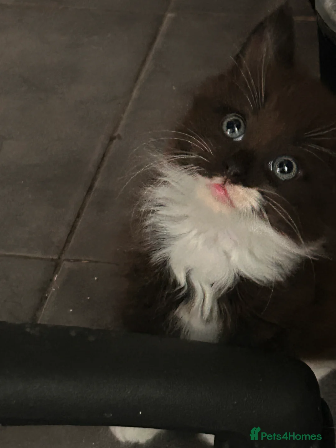 Ragdoll cats for sale: Ragdoll cross kitten (5 available) - Advert 11