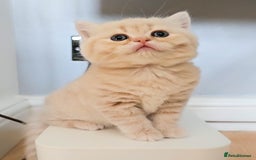 Scottish Fold cats for sale: Adorable Kittens Ready For New Home - Image 20