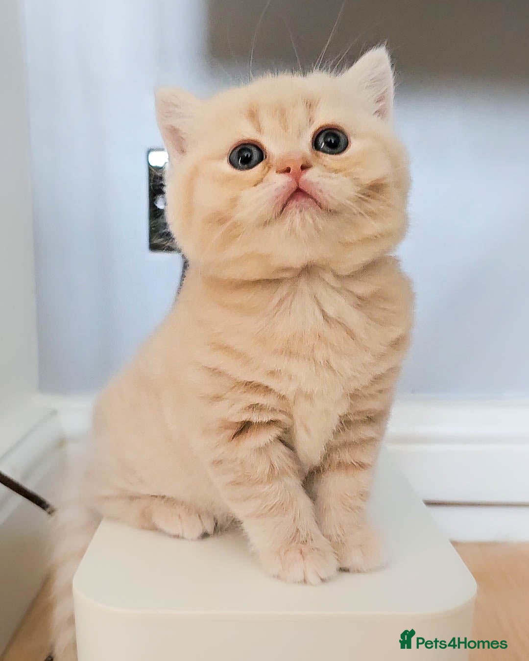 Scottish Fold cats for sale: Adorable Kittens Ready For New Home - Image 20