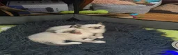 Siamese cats for sale: Siamese crosed with Ragdol - Advert 23