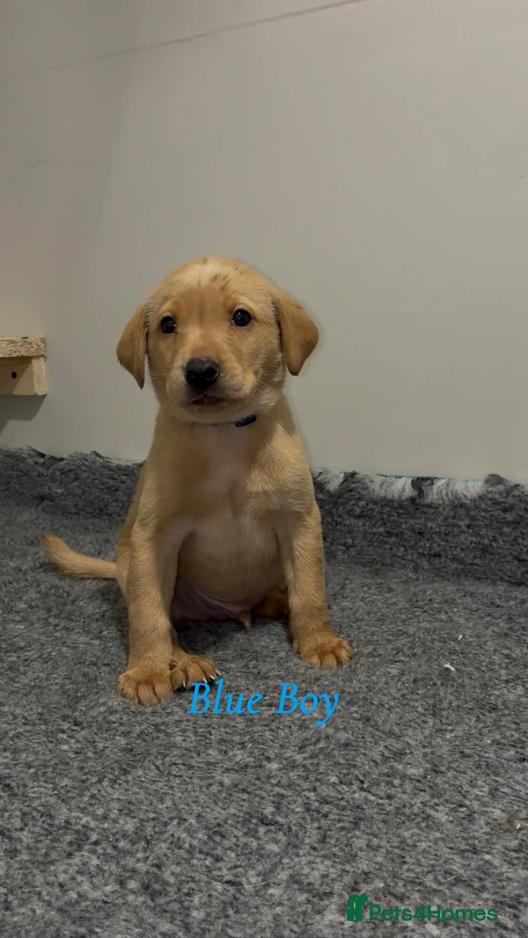 Labrador Retriever dogs for sale: 🐾 Exceptional KC Reg Labrador Puppies 🐾 - Advert 14
