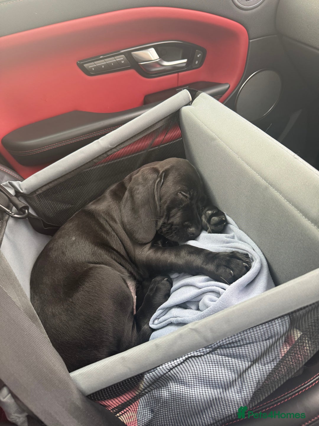 Mixed Breed dogs for sale: Cane corso x spaniel  - Image 2
