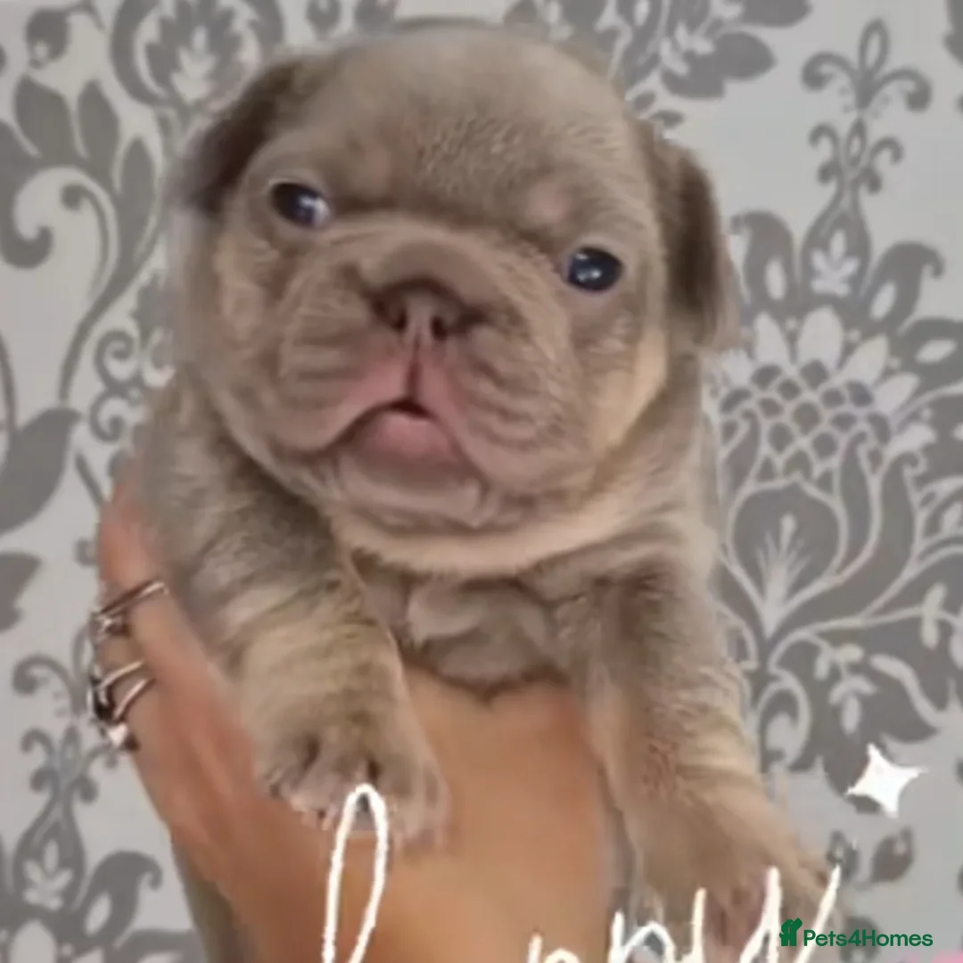 French Bulldog dogs for stud: New shade fluffy merle  in Sheffield - Advert 16