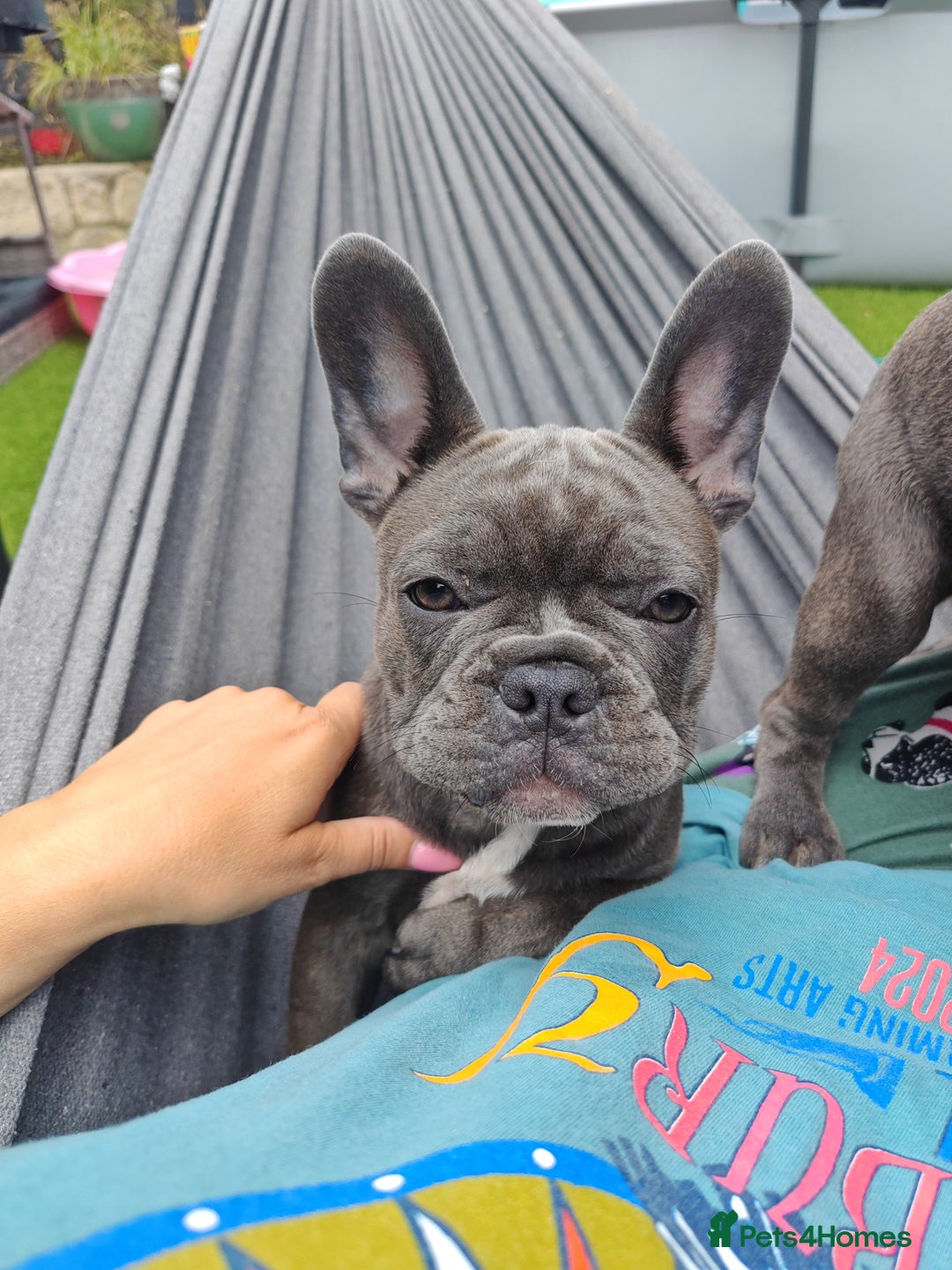 French Bulldog dogs for sale: Beautiful blue frenchie  - Image 4