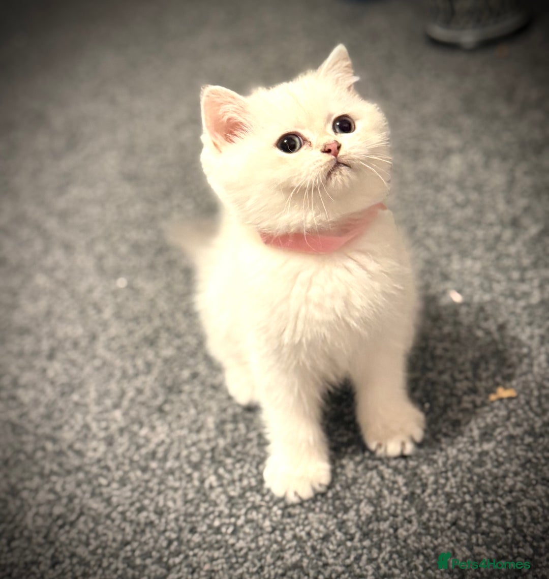 Scottish Fold cats for sale: 😻Pure breed Stunning Scottish straight angels 😻 - Image 14