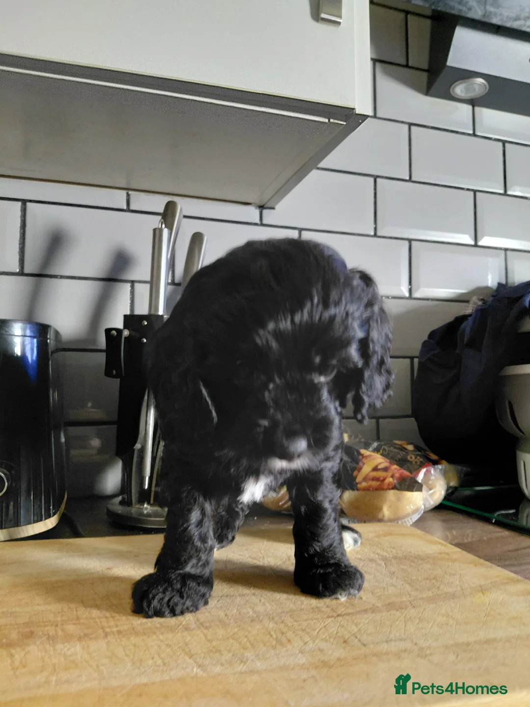 Cockapoo dogs for sale: Cockerpoo  puppys  - Advert 8
