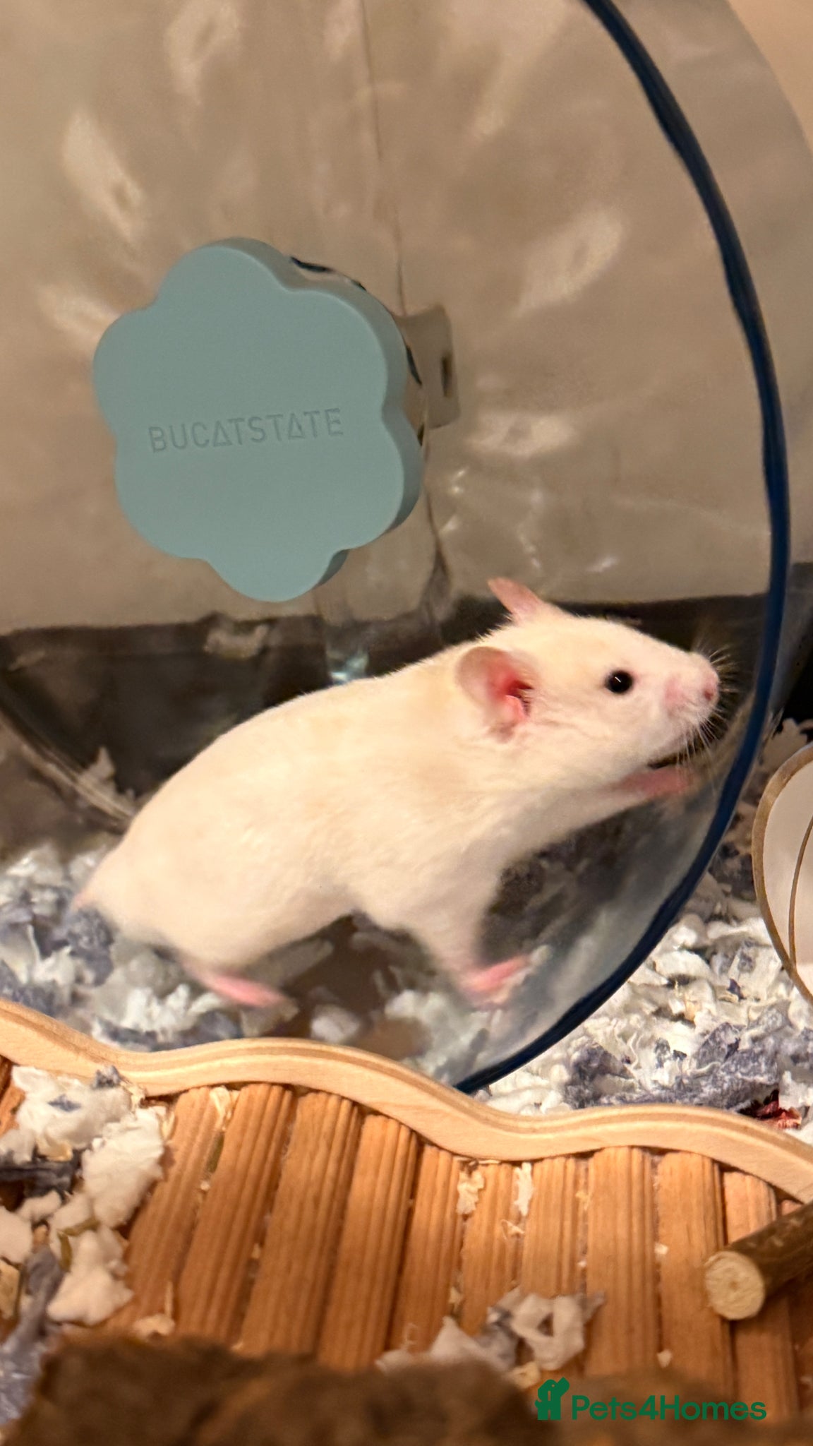 Hamster rodents Hamster + full cage setup & extras  - Advert 1