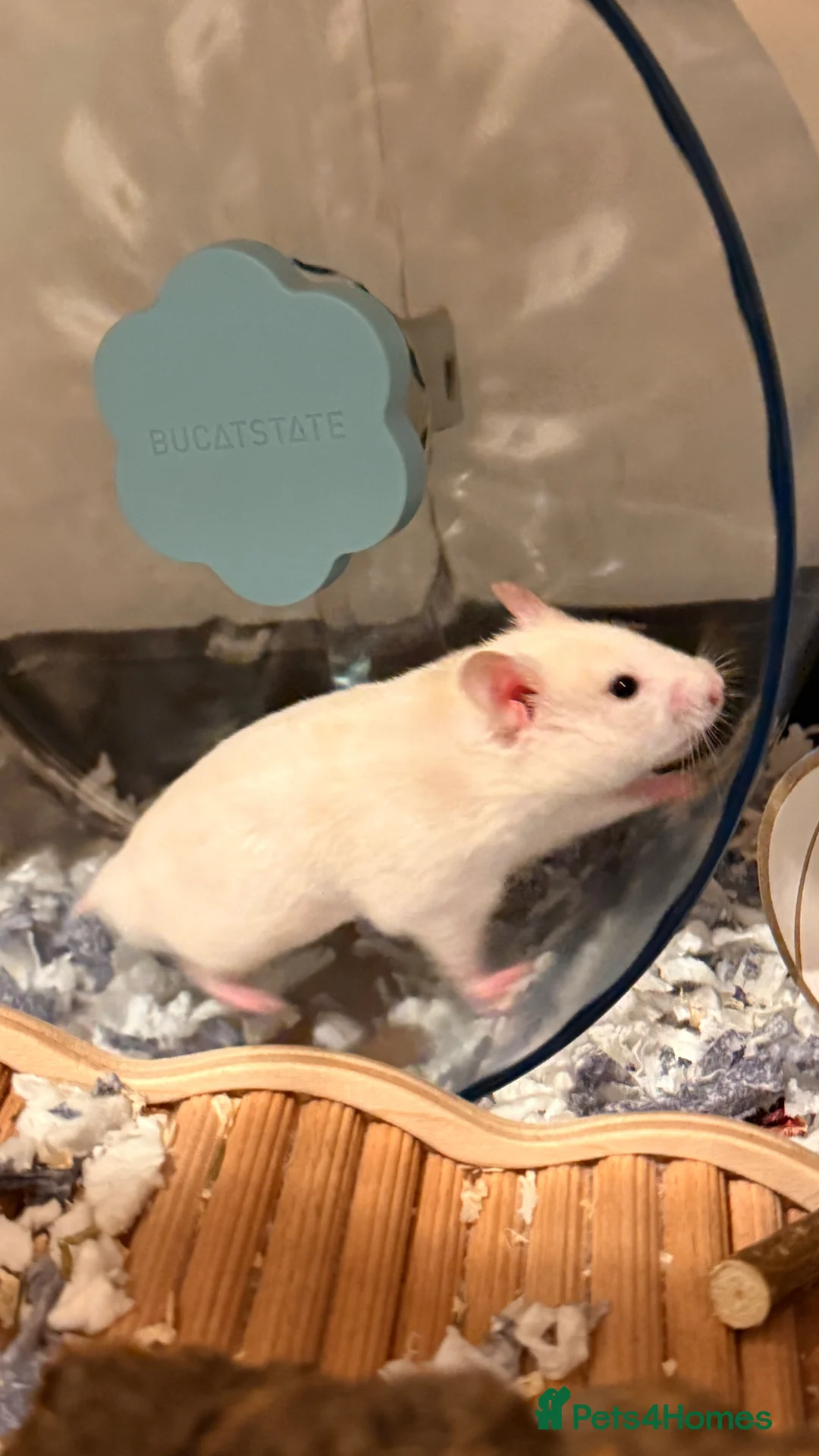 Hamster rodents for sale: Hamster + full cage setup & extras  in Tipton - Advert 1