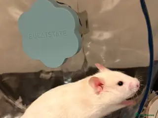 Hamster rodents Hamster + full cage setup & extras - Advert 1