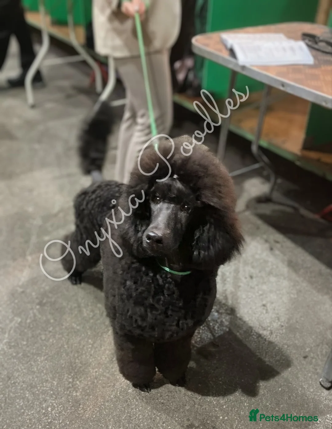 Standard Poodle dogs for sale: Stunning Litter of Standard Poodle Puppies! - Advert 2