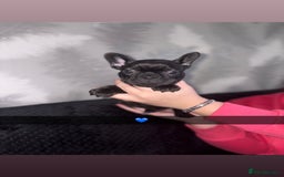 French Bulldog dogs for sale: 5 beautiful French bulldog puppy’s💕💕💙💙💙 - Image 3