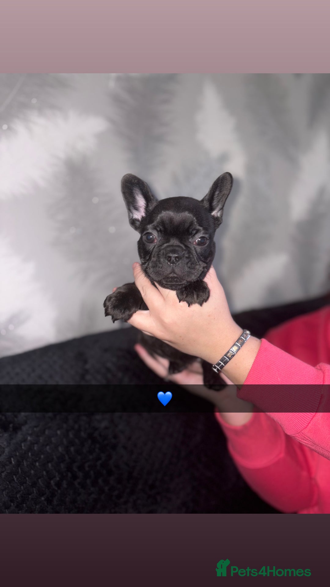 French Bulldog dogs for sale: 5 beautiful French bulldog puppy’s💕💕💙💙💙 - Image 3