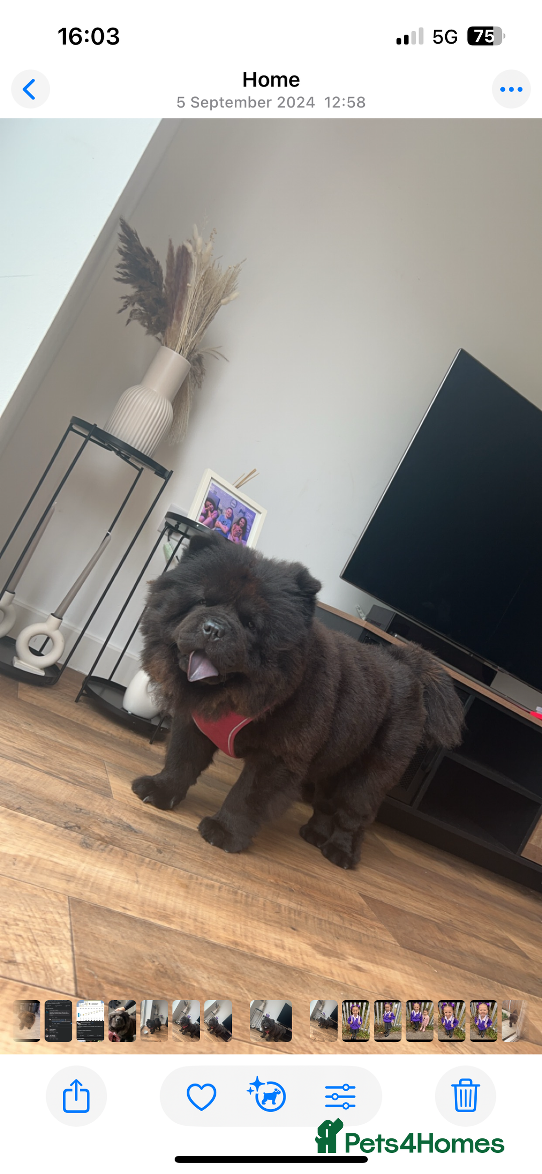 Chow Chow dogs for sale: 3 year old chow chow  - Image 4