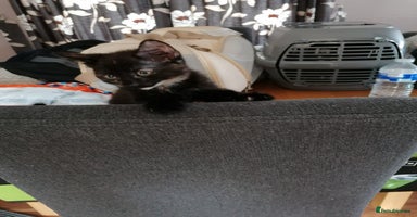 British Shorthair cats - Advert 14