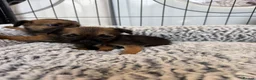 Border Terrier dogs for sale: Stunning Border Terrier Pups - Advert 13