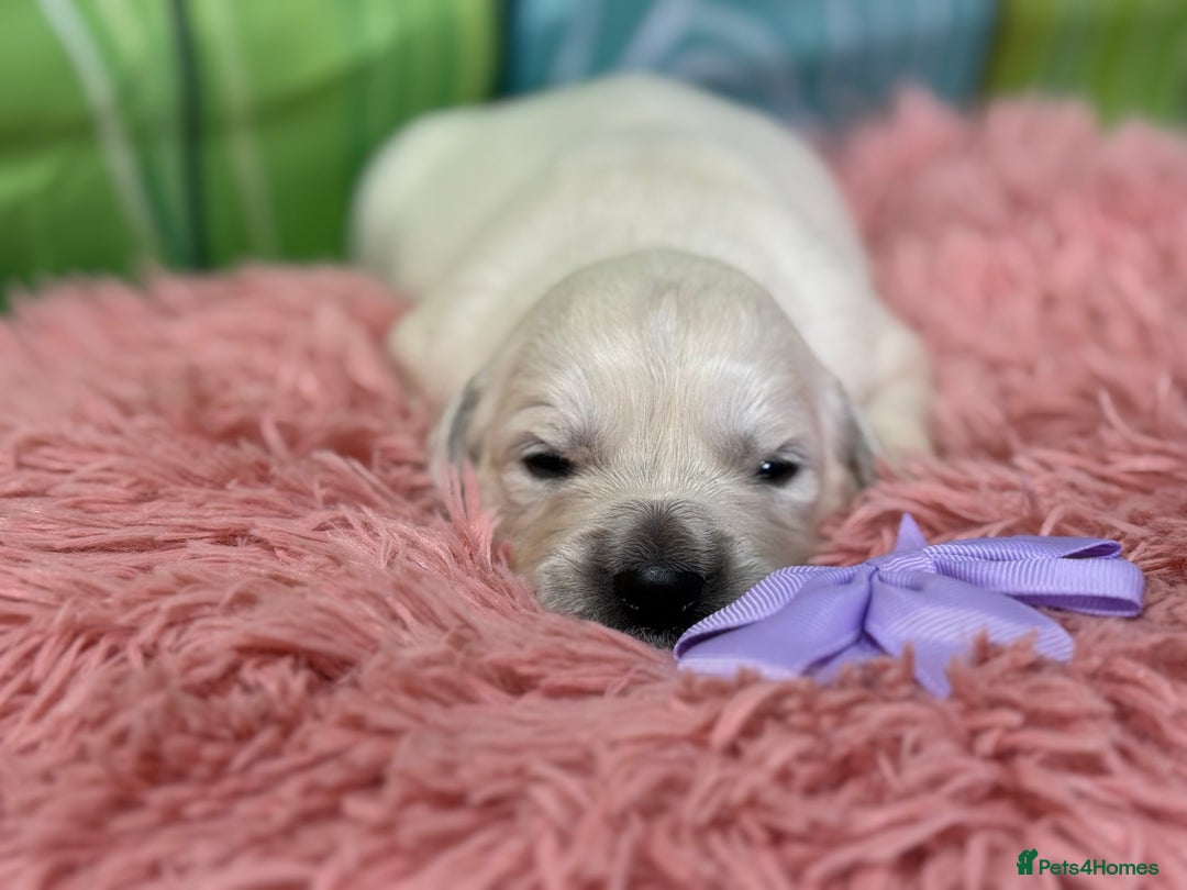 Golden Retriever dogs for sale: Beautiful KC reg DNA clear puppies available  - Advert 13