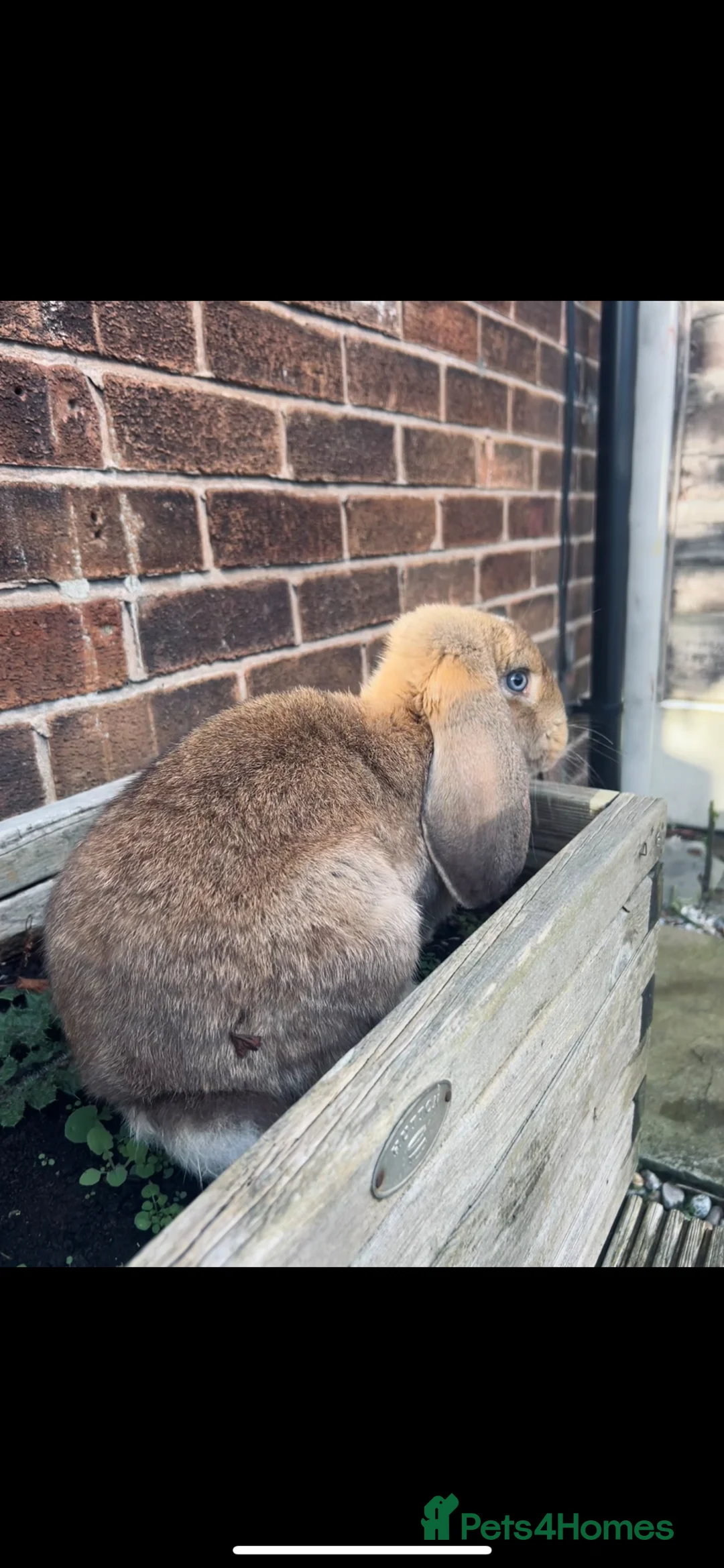 French Lop rabbits for sale: Pair of female rabbits to be re homed  - Advert 3