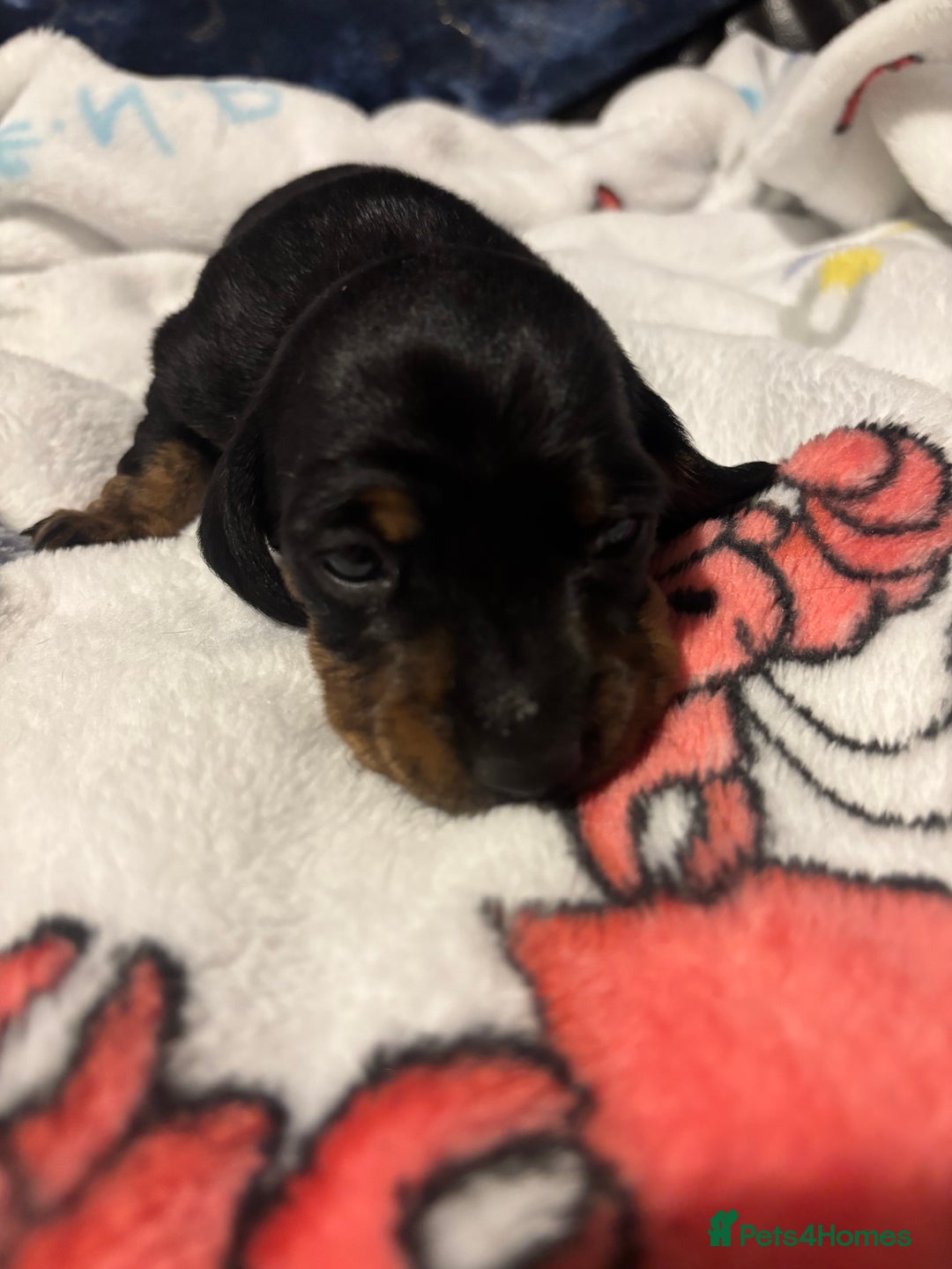 Miniature Dachshund dogs for sale: Mini smooth haired dachshund puppies - Advert 2