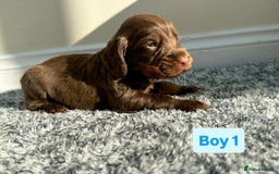 Cocker Spaniel dogs for sale: KC Reg Health Tested Working Cocker Spaniels - Image 16