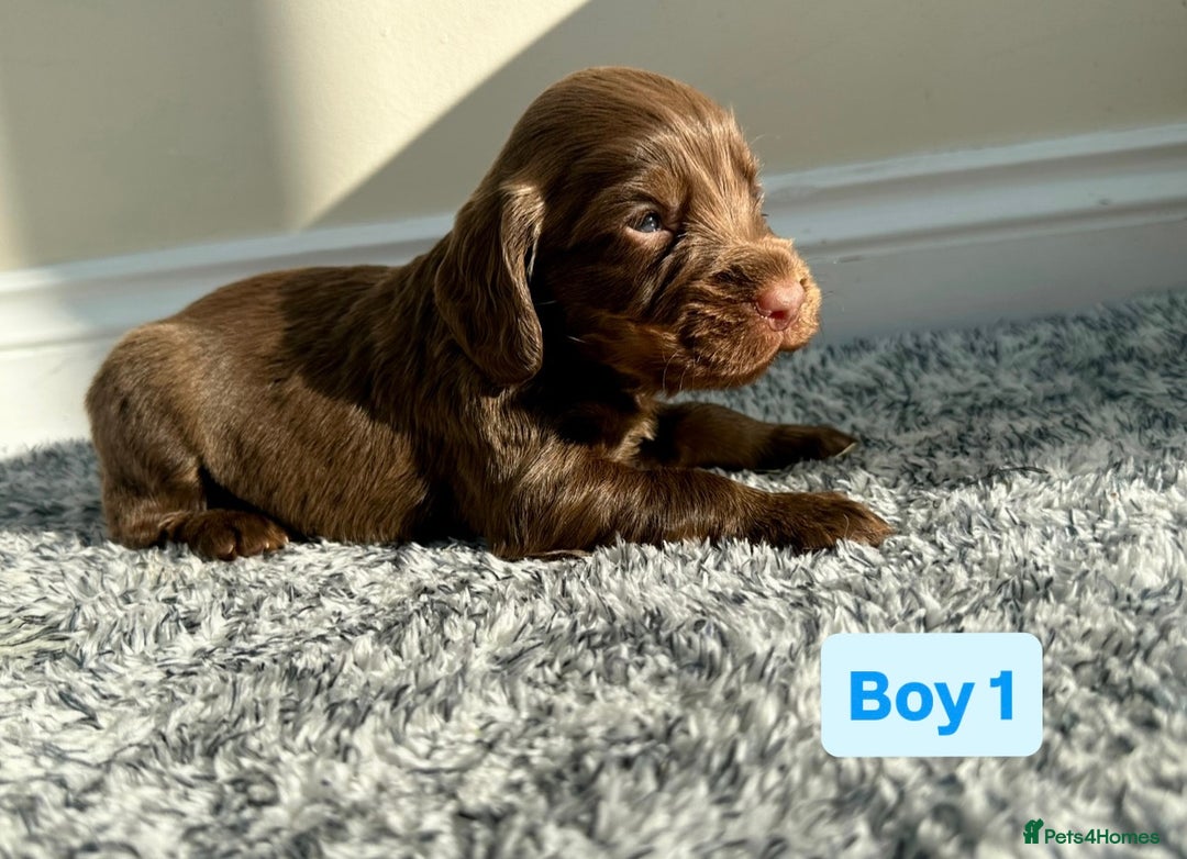 Cocker Spaniel dogs for sale: KC Reg Health Tested Working Cocker Spaniels - Image 16