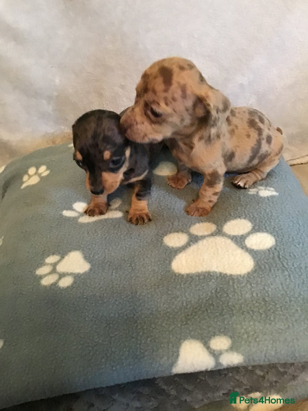 Dachshund dogs for sale: Dachshund puppies  - Image 4
