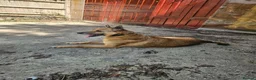 Mixed Breed dogs for adoption: Blue for adoption in Hastings - Advert 2