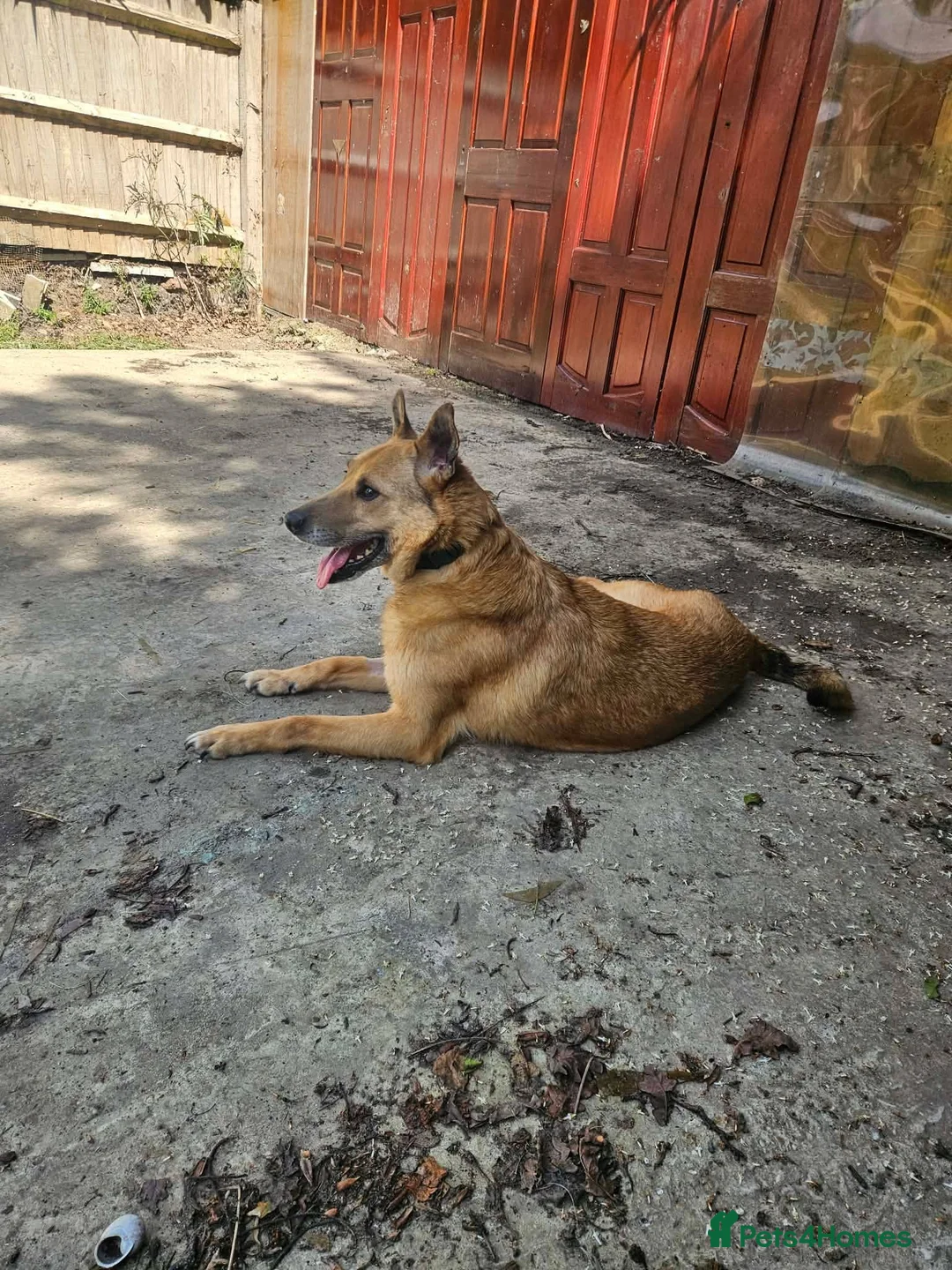 Mixed Breed dogs for adoption: Blue for adoption in Hastings - Advert 2