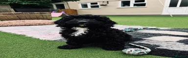 Sproodle Puppy 4