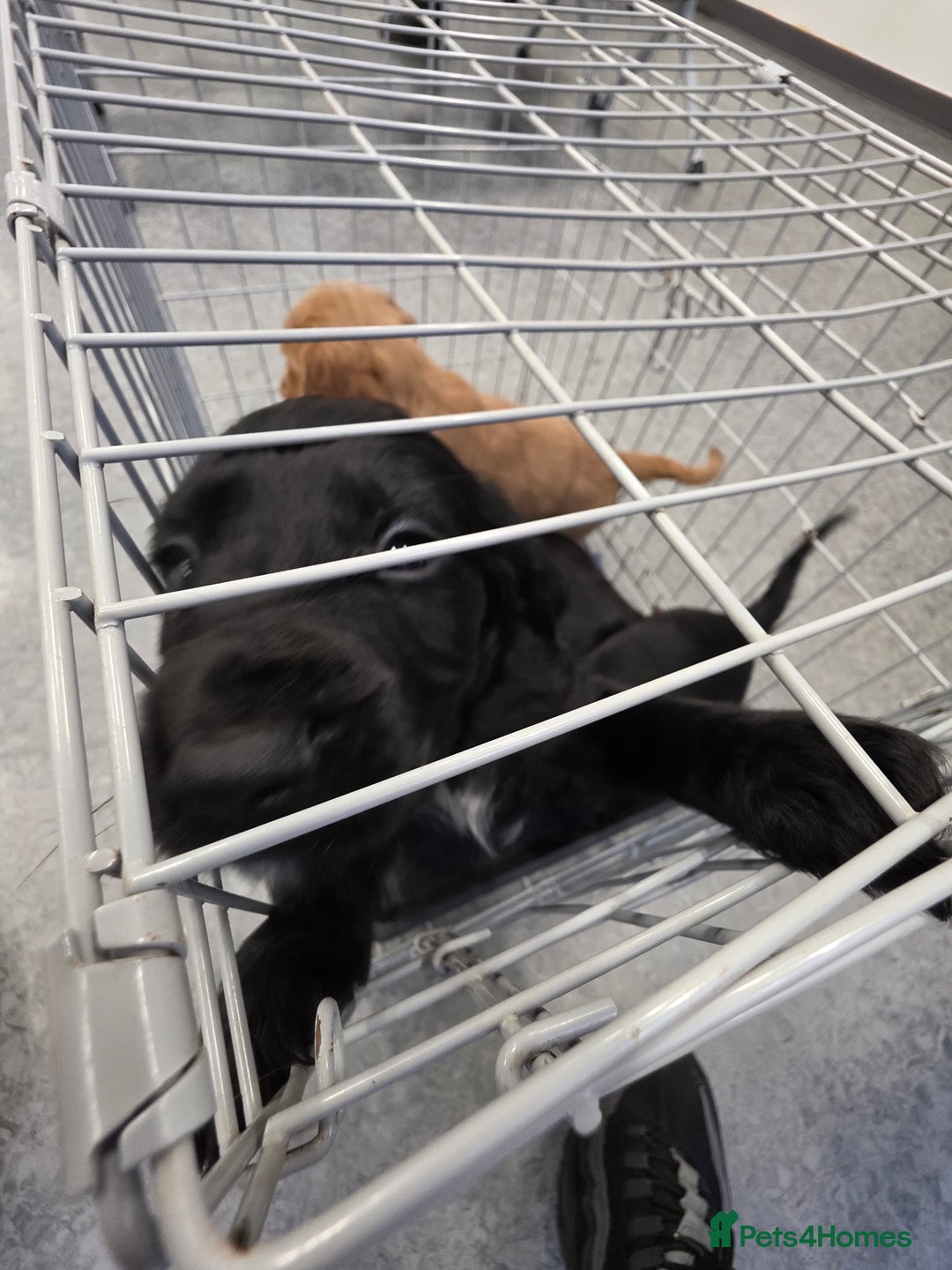 Cocker Spaniel dogs for sale: Cocker spaniel puppies - Advert 5