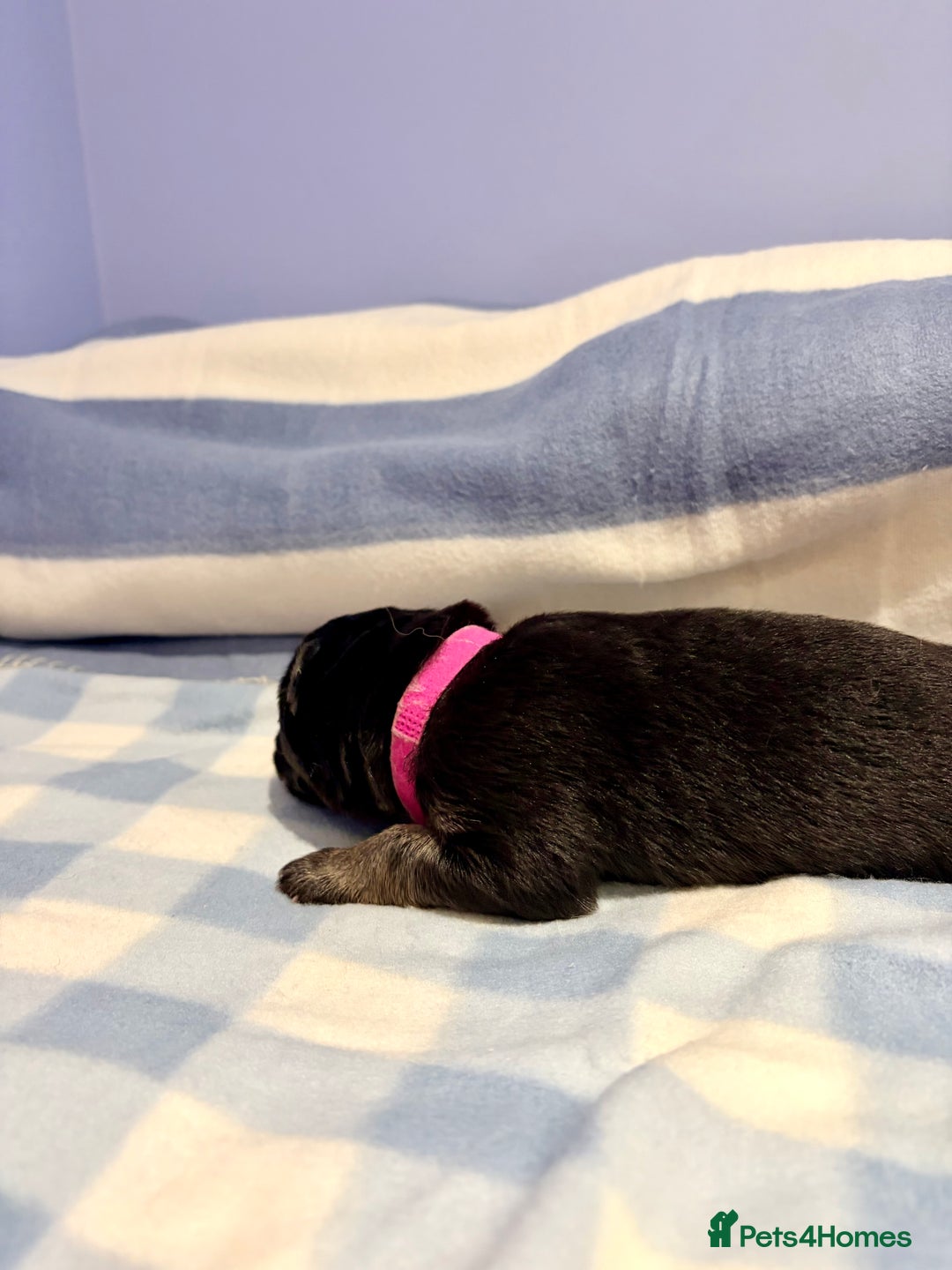 German Shepherd dogs for sale: 🐶 Beautiful KC Registered Puppies Available 🐶 - Advert 17