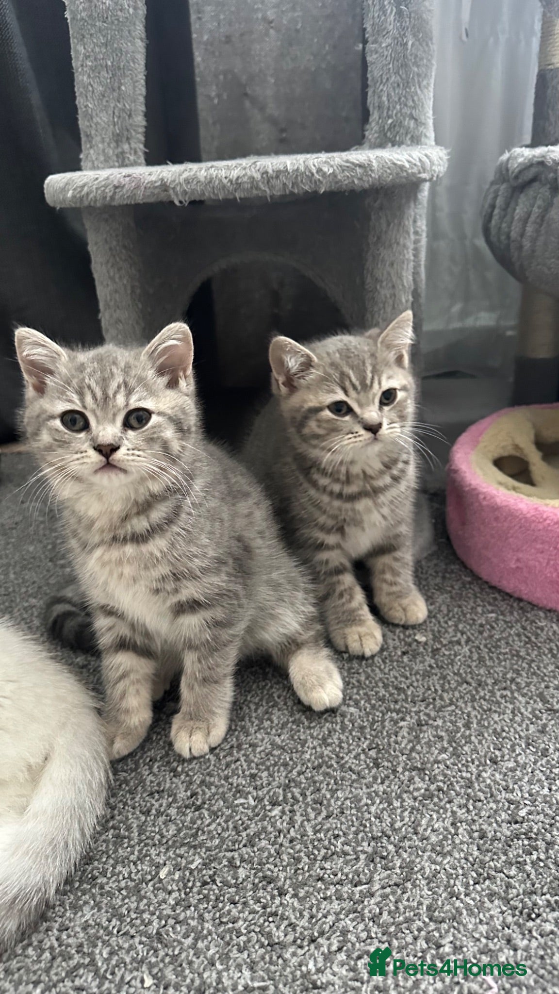 Mixed Breed cats Mixed breed Scottish Fold+British Shorthair  - Advert 7