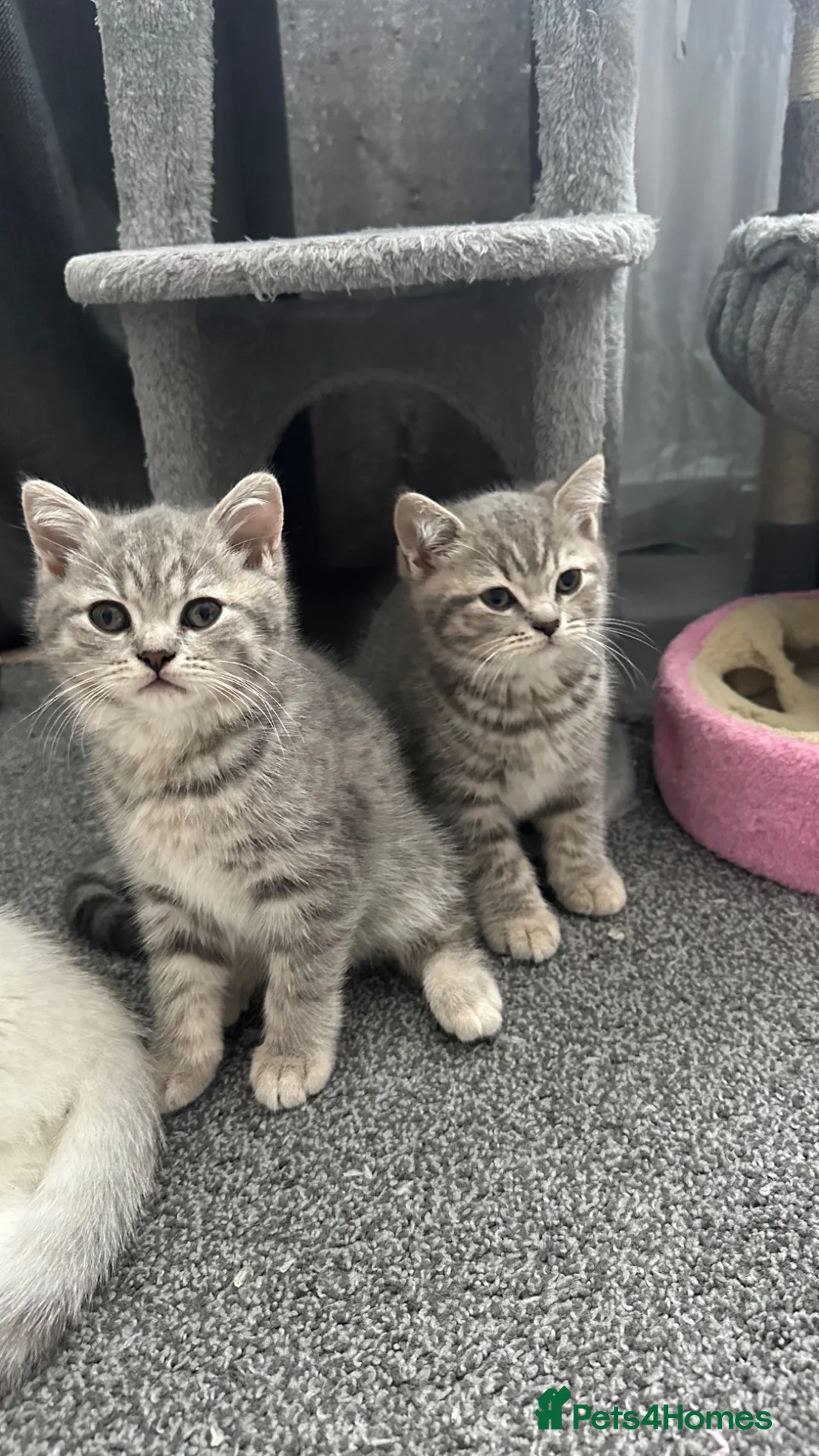 Mixed Breed cats for sale: Mixed breed Scottish Fold+British Shorthair  - Advert 1