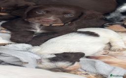 Cocker Spaniel dogs for sale: Working cocker spainel puppies  - Advert 3