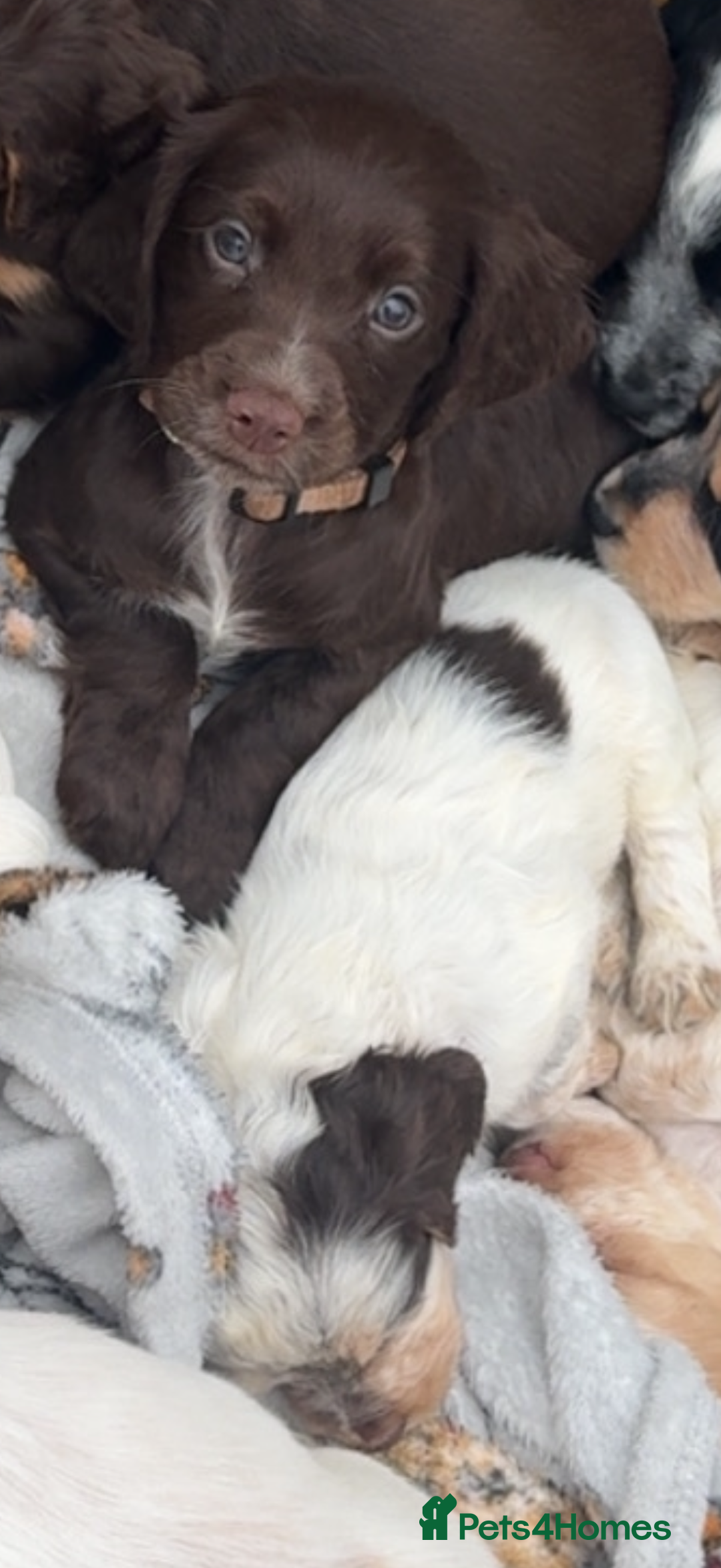 Cocker Spaniel dogs for sale: Working cocker spainel puppies  - Advert 3