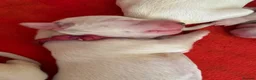 Dalmatian dogs for sale: Eagerly Awaited Litter Now Here 💫 - Advert 34