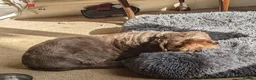Mixed Breed dogs for sale: Two 7 yo terrier crosses. Half sisters. in Enfield - Advert 4