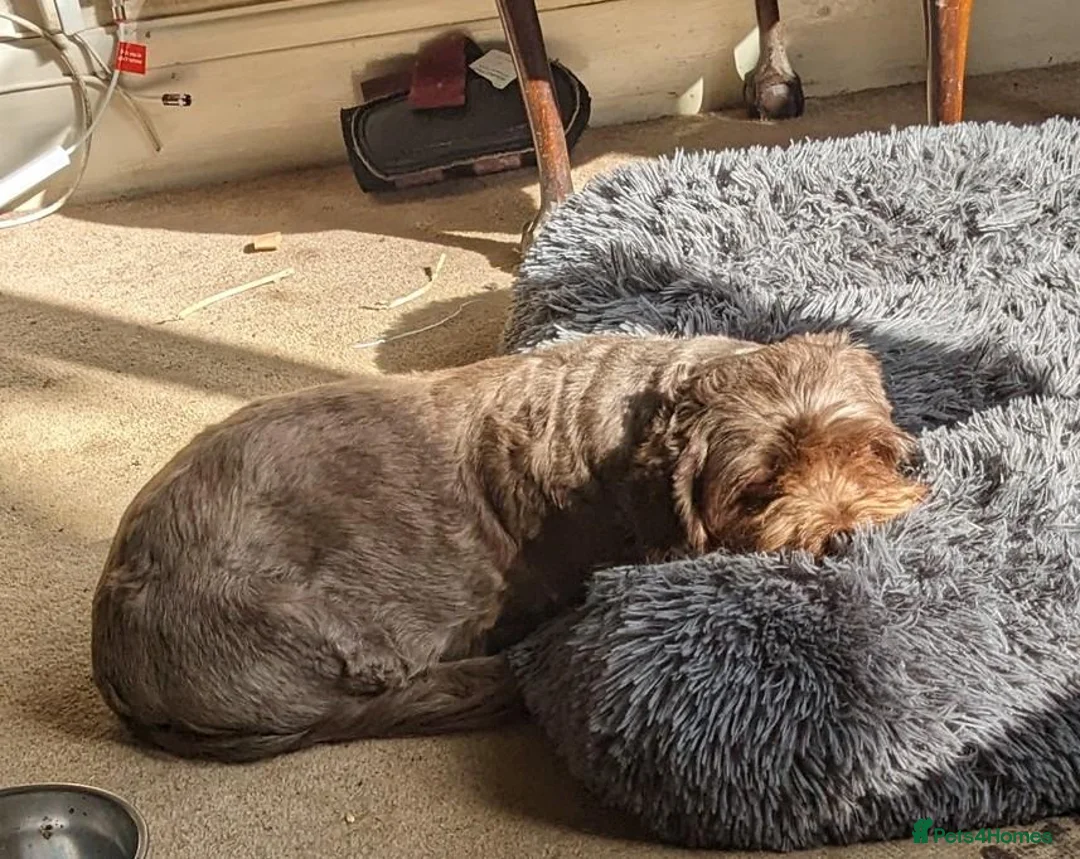 Mixed Breed dogs for sale: Two 7 yo terrier crosses. Half sisters. in Enfield - Advert 4