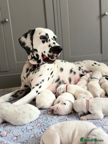 Dalmatian dogs in Bristol - Advert 1