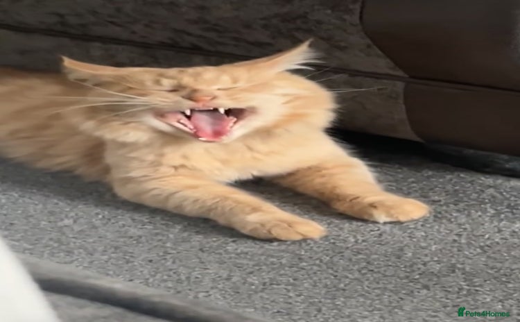 Maine Coon cats - Advert 1